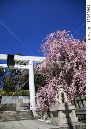 春の乃木神社 15360991