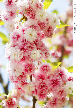 塩竈神社 塩竈桜の写真素材