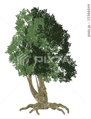 One Big Tree One Big Tree 15366844