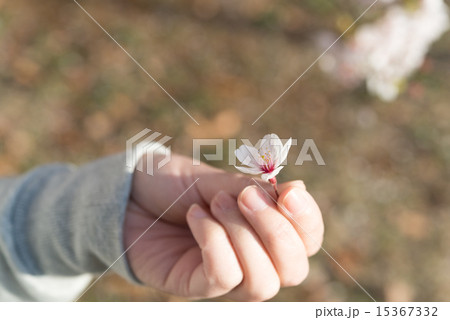 桜の花 桜の花 15367332