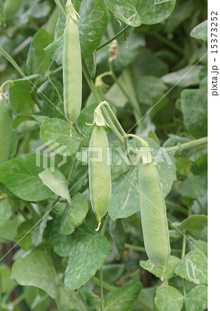 エンドウマメ 02 エンドウマメ 02 15373252