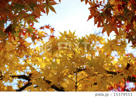 秋の中 15379551