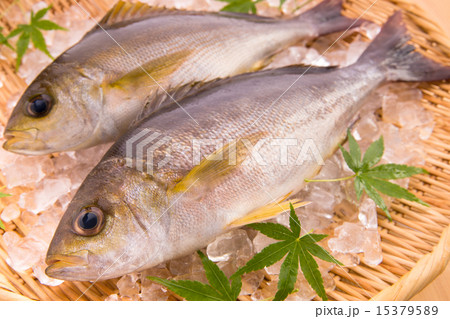 新鮮なイサキ 15379589