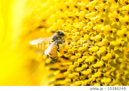 ミツバチとタイタンヒマワリ（食用巨大ヒマワリ） 15380249
