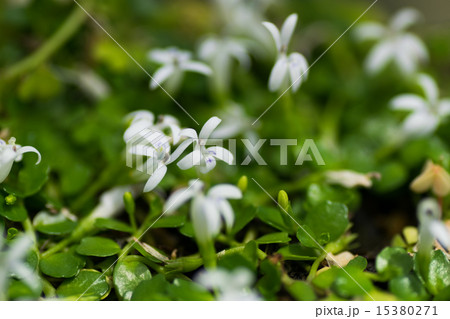 マルバハタケムシロ、キキョウ科、琉球、絶滅危惧IＢ類 EN 15380271