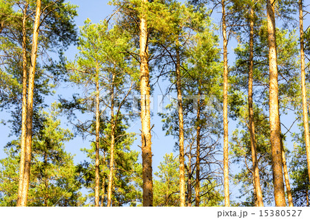 Pinewood or Sky in the forest 15380527