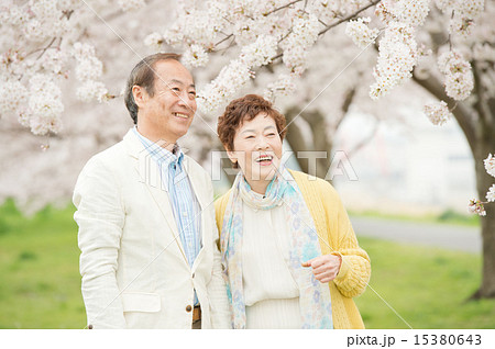シニアとサクラ 15380643
