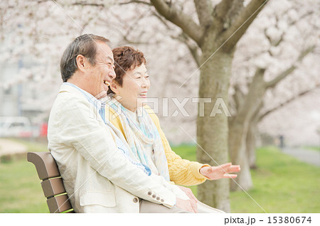 シニアとサクラ 15380674