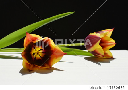 2色咲きチューリップ 15380685