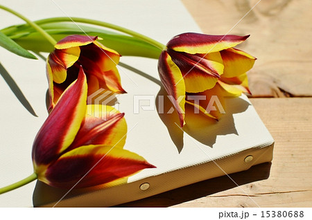 2色咲きチューリップとキャンバス 2色咲きチューリップとキャンバス 15380688