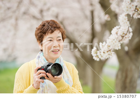 シニアとサクラ シニアとサクラ 15380707