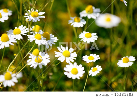 カモミール カモミール 15381282