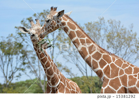 動物園で草を食べる2頭のキリン 動物園で草を食べる2頭のキリン 15381292
