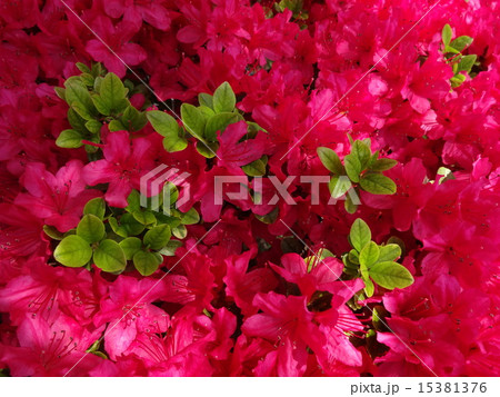 つつじの花と葉 つつじの花と葉 15381376