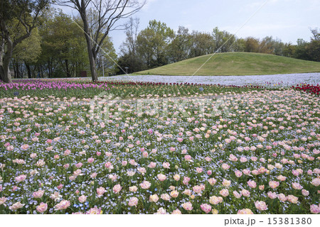 満濃公園 チューリップ 満濃公園 チューリップ 15381380