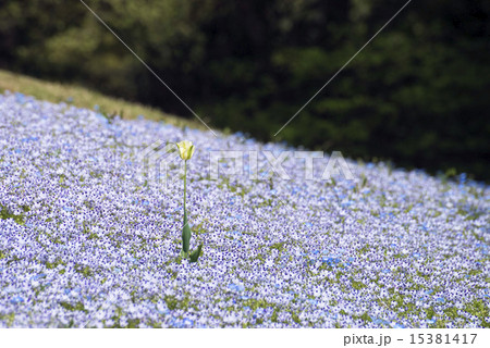 ネモフィラと一輪のチューリップ  15381417