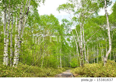 春の八千穂高原 15381637