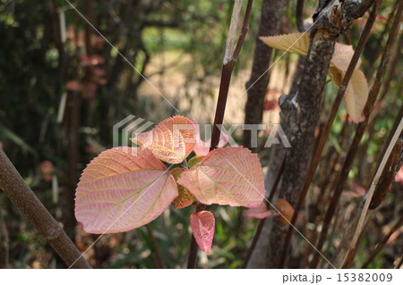 オオバベニガシワ オオバベニガシワ 15382009