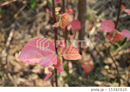 オオバベニガシワ 15382010