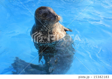 アザラシ 15382183