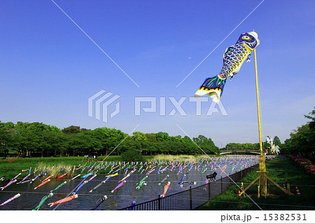 館林の鯉のぼり 15382531