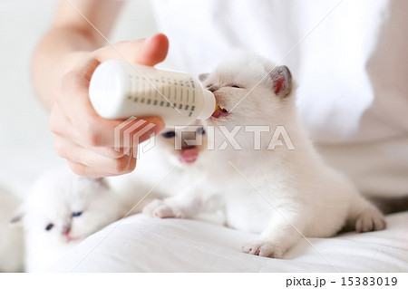 Feeding little kitten with milk replacer 15383019