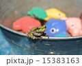 カエル 15383163