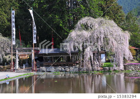 神明神社の枝垂桜 神明神社の枝垂桜 15383294