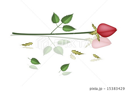 A Lovely Red Roses Laying on White Background 15383429