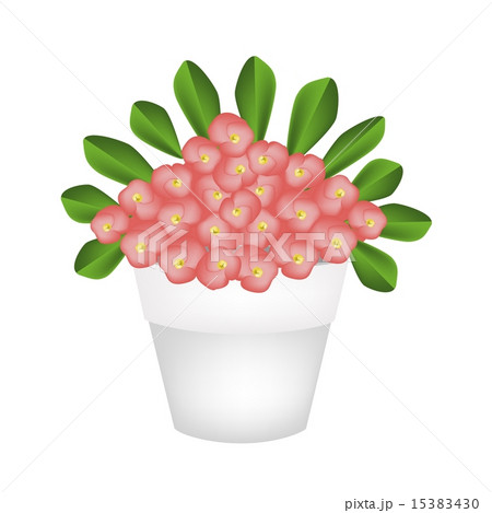 Fresh Crown of Thorns Flowers in Ceramic Pot 15383430