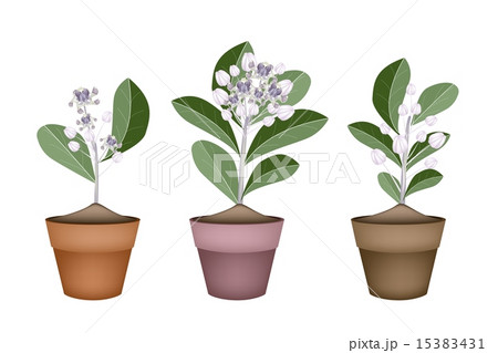 Fresh Calotropis Gigantea in Ceramic Flower Pots 15383431