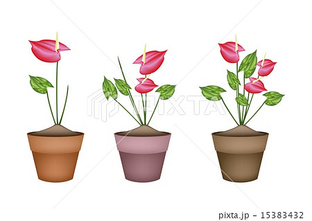 Anthurium Flowers or Flamingo Lily 15383432