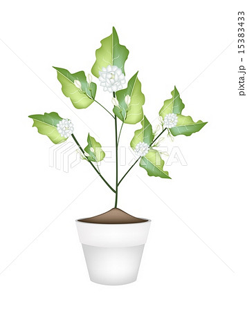 A Jasmine Flower in Ceramic Flower Pot 15383433
