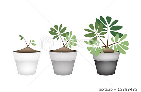 Green Trees and Plants in Ceramic Flower Pots 15383435