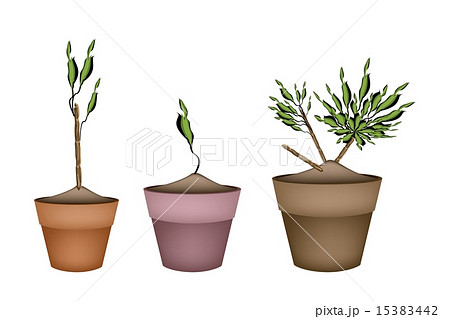 Yucca Tree and Dracaena Plant in Ceramic Pots 15383442