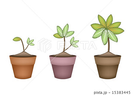 Dieffenbachia Picta Marianne Plant in Ceramic Pot 15383445