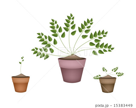 Three Evergreen Plants in Ceramic Flower Pots 15383449