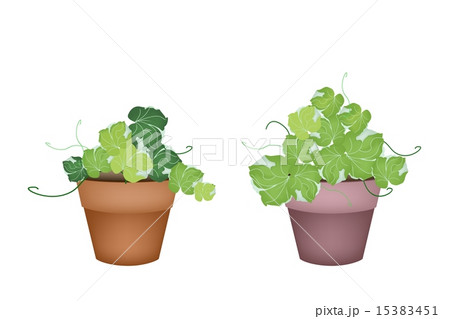Two Polyscias Leaves in Ceramic Flower Pots 15383451