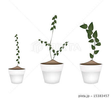 Three Creeper Plant in Ceramic Flower Pots 15383457
