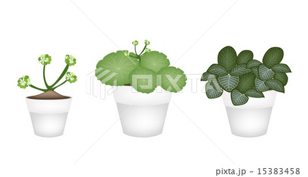 Asiatic Pennywort and Acanthaceae in Ceramic Pots Asiatic Pennywort and Acanthaceae in Ceramic Pots 15383458