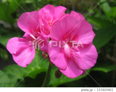 ピンクのゼラニューム 15383461
