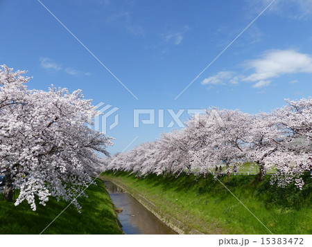 佐保川の桜並木 15383472