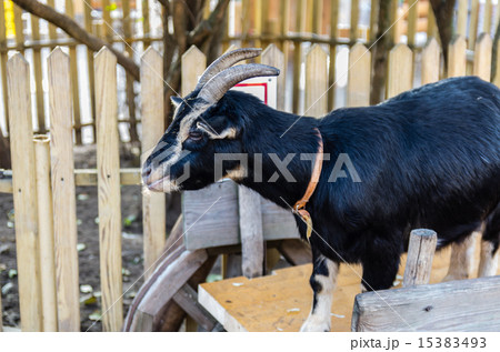 Black goat 15383493