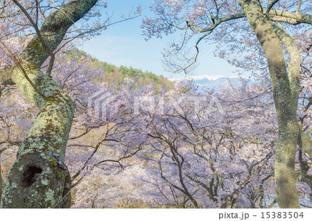 高遠の桜 15383504