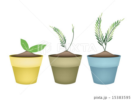 Lovely Green Trees in Terracotta Flower Pots 15383595
