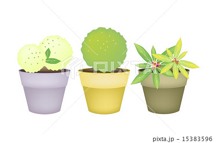 Beautiful Trees and Plants Terracotta Flower Pots 15383596
