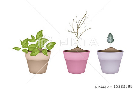 Lovely Green and Dry Plants in Flower Pots 15383599