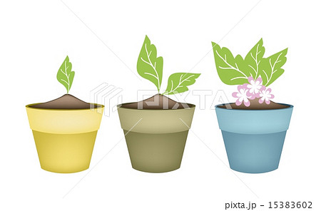 Beautiful Pink Flower in Terracotta Flower Pots 15383602