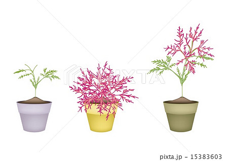 Beautiful Pink Flower on Tree in Terracotta Pots 15383603