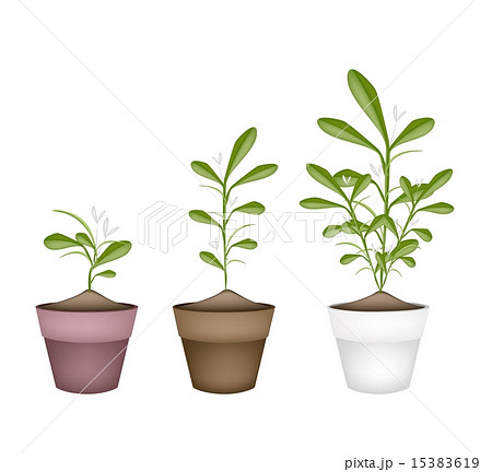 Lovely Green Mistletoe in Ceramic Flower Pots 15383619